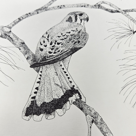 Harris Hawk Bird Art Prints Numbered & Artist Signed Wildlife Set Of 3 - Picture 14 of 16